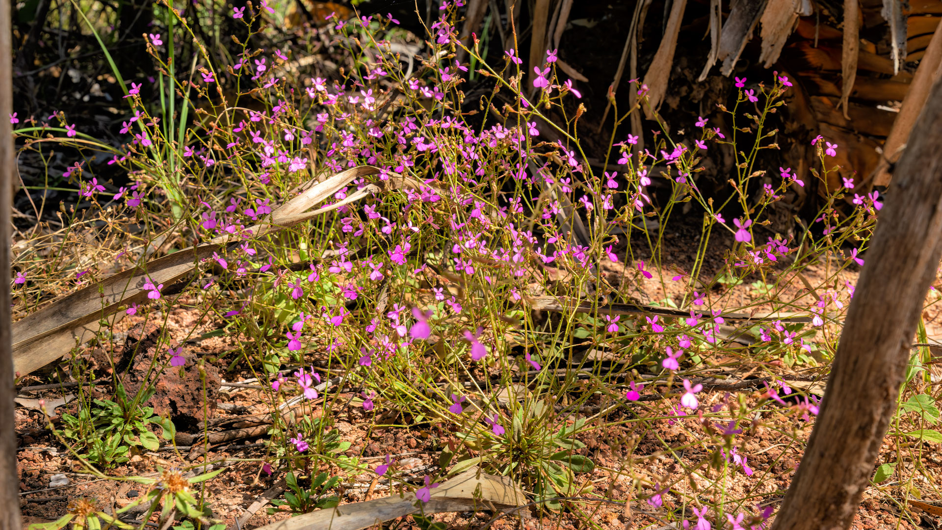 Kakadu National Park - Yurmikmik Walk